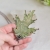leaf-electroformed-necklace-pociechajewelry-61.jpg