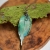 leaf-electroformed-necklace-pociechajewelry-78.jpg