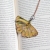 real-leaf-necklace-copper electroforming-pociecha-jewelry-pociechajewelry-37.jpg